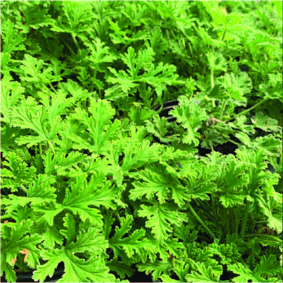 Mosquito-Repellent-Plant-In-India | Medicinal-Plant-Producer